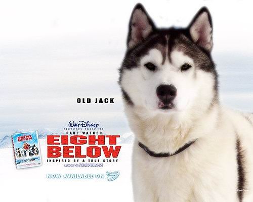 極地長征（Eight Below） (7)