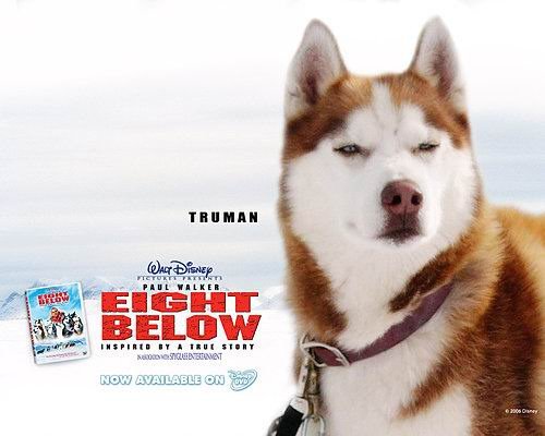 極地長征（Eight Below） (10)