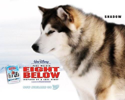 極地長征（Eight Below） (8)