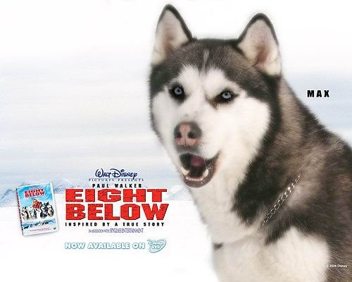 極地長征（Eight Below） (5)