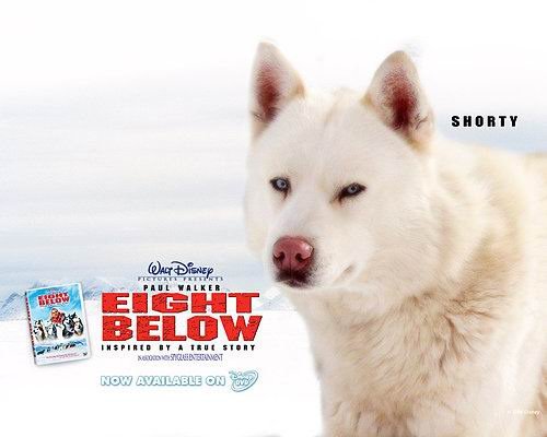 極地長征（Eight Below） (9)