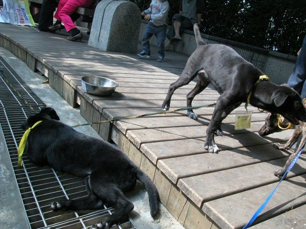 領養動物活動 (17)