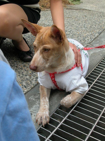 領養動物活動 (6)