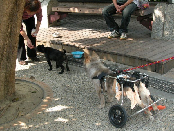 領養動物活動 (11)