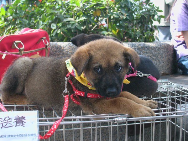 領養動物活動 (18)