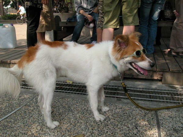 領養動物活動 (9)