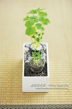 盆栽樂2