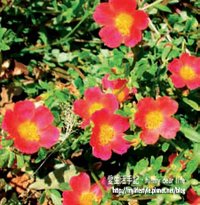 馬齒