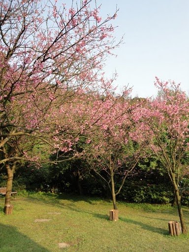 陽明山花季