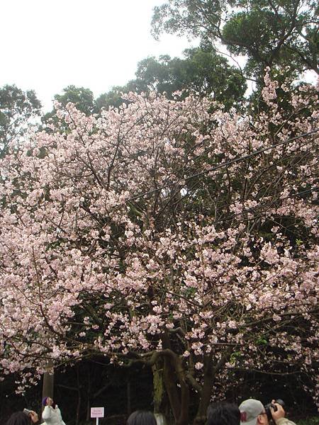 淡水天元宮 (2)