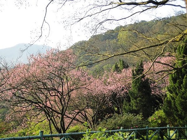 陽明山花季