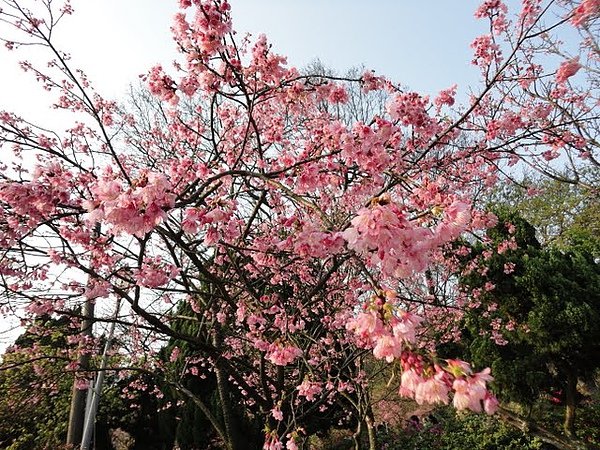 陽明山花季