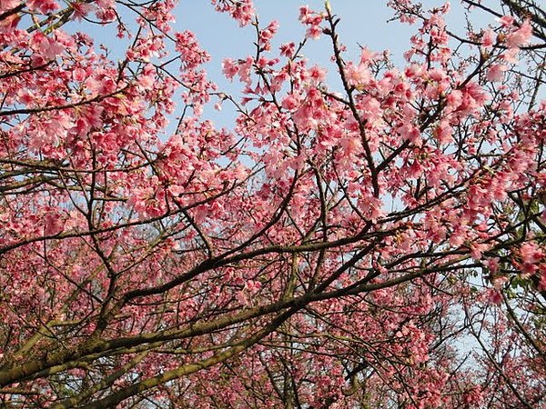 陽明山花季