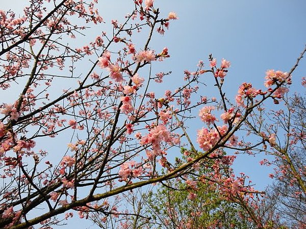 陽明山花季