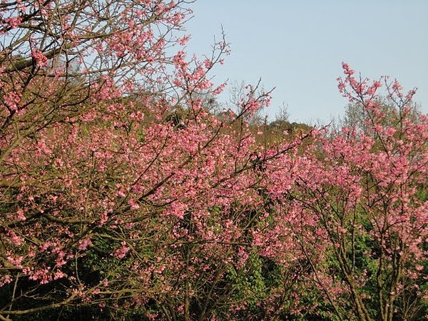 陽明山花季