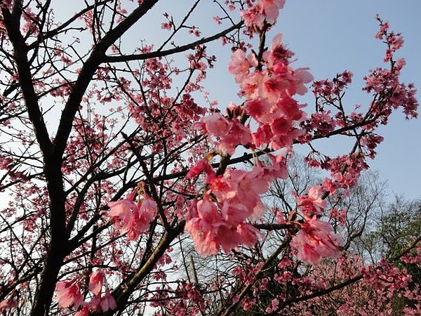 陽明山花季