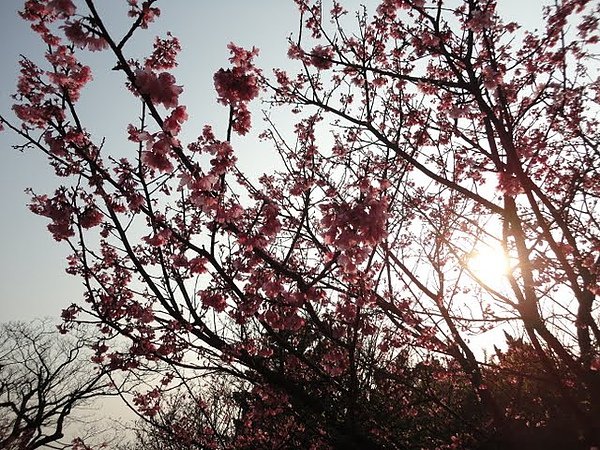 陽明山花季