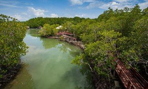 Phuket-BangRong_mangroves_02-300x180