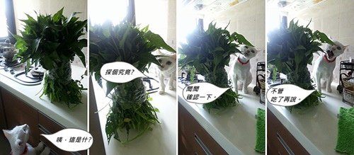 愛吃草.jpg