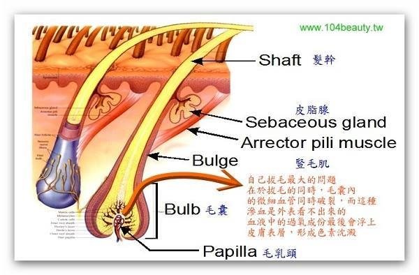 能降低毛髮85%生長.jpg