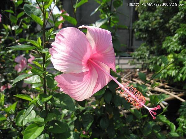 IMG_3050.JPG