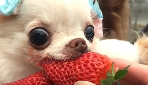 chihuahua-strawberry.jpg