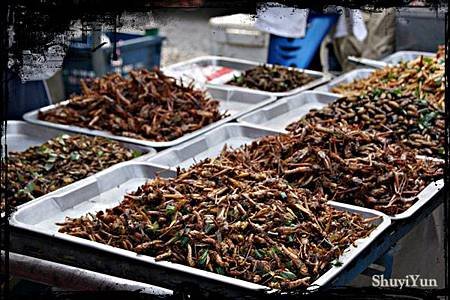蚱蜢，蝗虫。