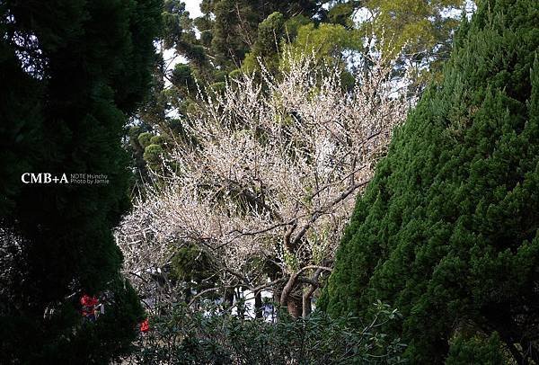 請輸入圖片標題