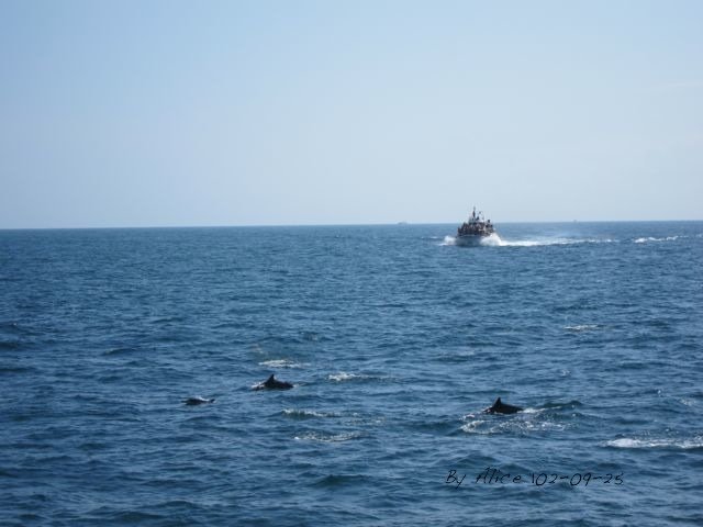 龜山島賞鯨