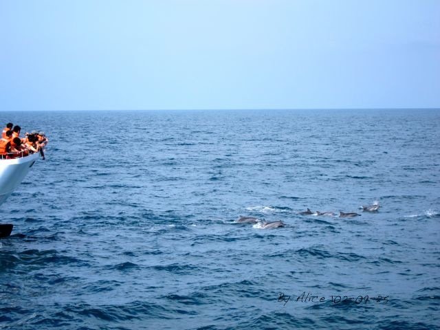 龜山島賞鯨