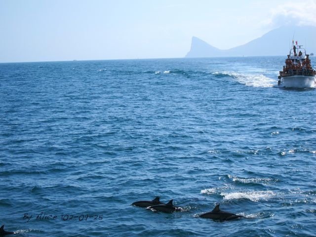 龜山島賞鯨