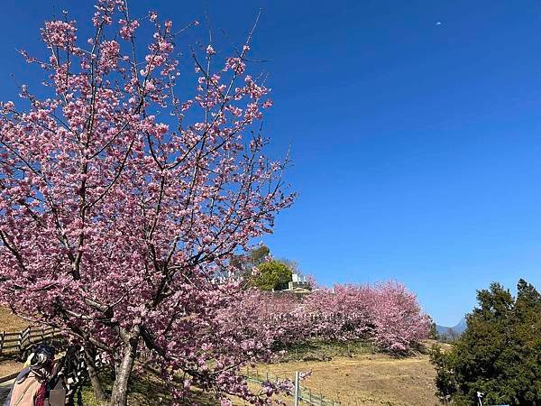櫻花季清境農場花況 南投賞櫻景點 櫻花滿開 拍照景點推薦 櫻