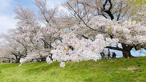 京都賞櫻景點推薦絕美櫻花步道背割堤 滿開日期櫻吹雪 旅拍