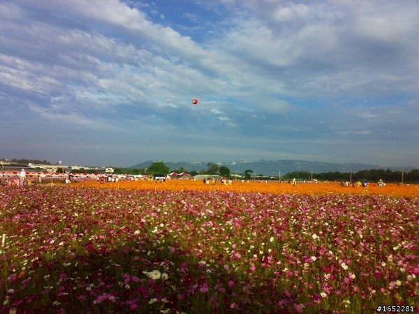 2010 新社 花海節1.jpg