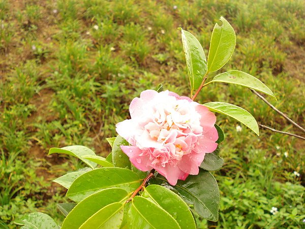 DSC02600.JPG