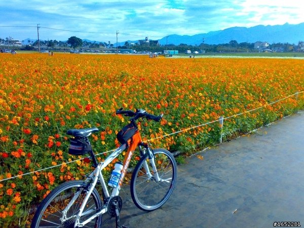 2010 新社 花海節12.jpg
