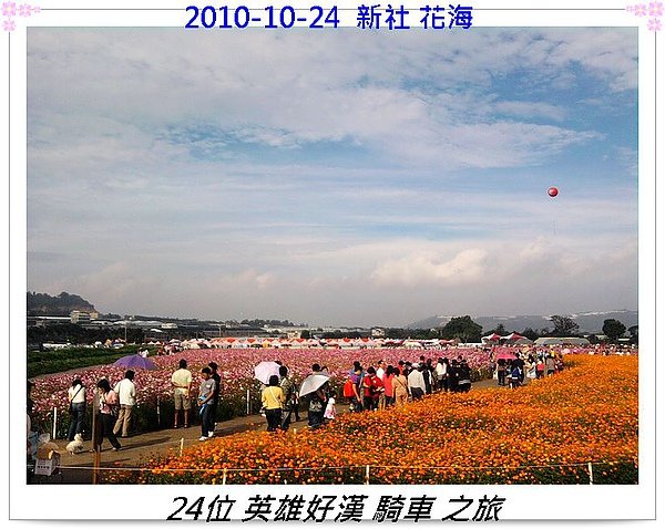2010-10-24 新社 花海 照片0262.jpg