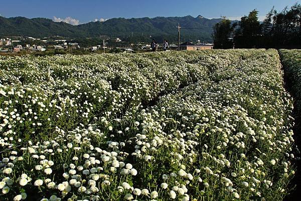 2011拍攝之銅鑼杭菊