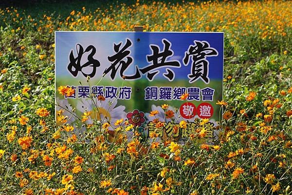 2011拍攝之銅鑼杭菊