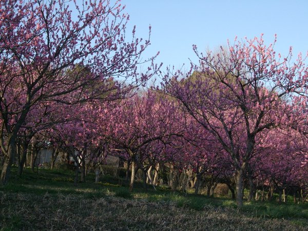 DSCF9841.JPG