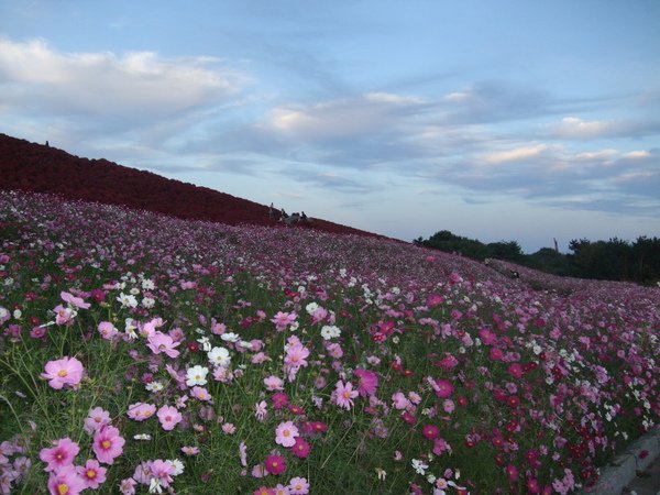 DSCF6464.JPG