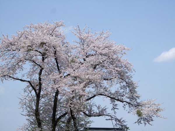 DSCF1373.JPG