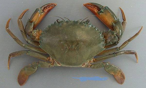 Orange mud crab.jpg