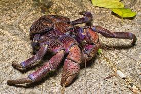 Coconut crab.jpg