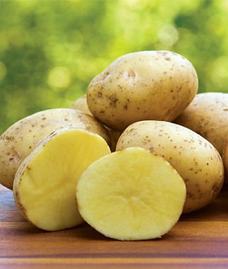 Yukon Gold potatoes.jpg