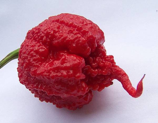 carolina reaper pepper.jpg