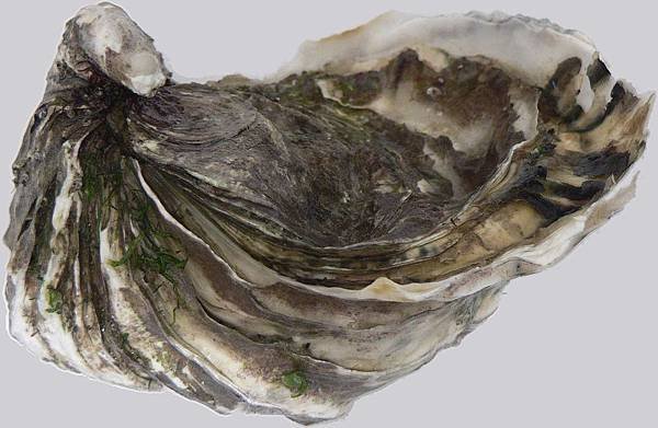 Pacific oyster, Japanese oyster or Miyagi oyster.jpg