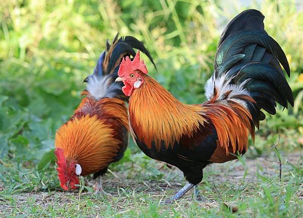 Red junglefowl.jpg