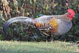 grey junglefowl.jpg