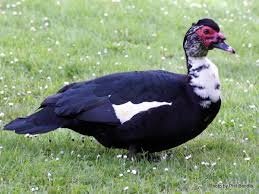 Muscovy duck.jpg